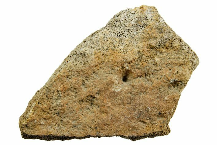 Dinosaur (Triceratops) Bone Section - Montana #366610